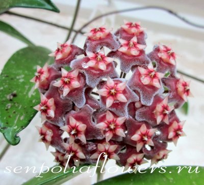 Hoya Pubicalyx 